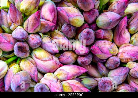 Eine Gruppe von unblühten, mehrfarbigen Lotusblüten, von denen jeder ein zartes Knospen das Versprechen von Schönheit und Anmut hält. Lotusblütenbild in hoher Auflösung. Stockfoto