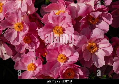 Voller Bloom-Trend. Duftende Blumen im Frühlingsgarten. Wunderschöne duftende pinke Pfingstrosen mit gelber mittlerer Blüte im Garten im Frühling oder Sommer. Flowe Stockfoto