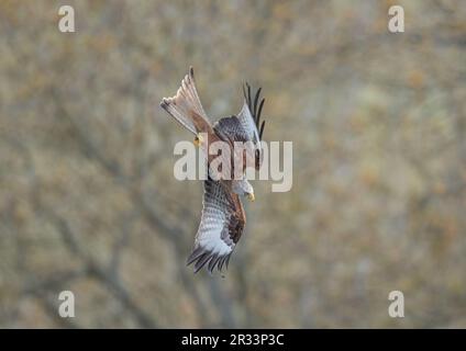 Einzigartiger Schuss eines Roten Drachen (Milvus milvus) in die Luft, während er in einen spektakulären Tauchgang beschleunigt und Beute auf dem Boden fängt. Suffolk, Großbritannien. Stockfoto