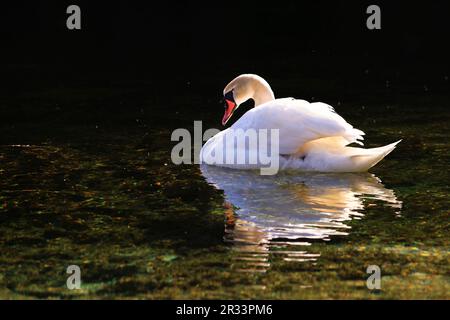 Stummschalten des Schwans im Abendlicht Stockfoto