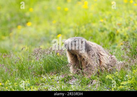 Marmot sitzt vor seiner Höhle auf der Wiese Tirol Stockfoto