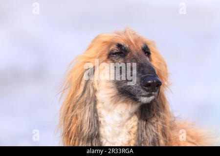 Afghanisches Hundeporträt, Tirol, Tirol Stockfoto