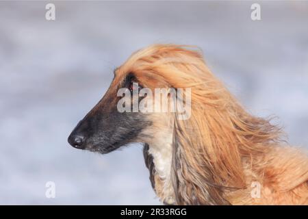 Afghanisches Hundeporträt, Tirol, Tirol Stockfoto