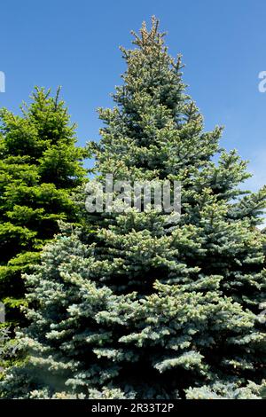 Colorado Blue Spruce Tree, Picea pungens „globosa“ Stockfoto