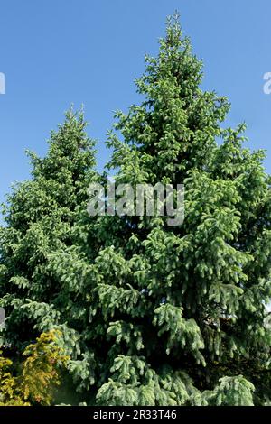 Engelmann Fichte, Picea engelmannii „Glauca“ Stockfoto