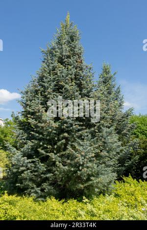 White Fir Tree, Abies Concolor „Candicans“ Colorado Fir, Concolor Fir Stockfoto