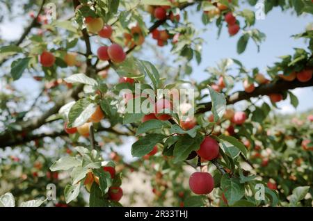 Essbare Mirabellpflaumen auf Bäumen in Brandenburg Stockfoto