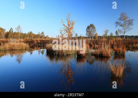 Herbststimmung im Hochmoor Bayern Stockfoto