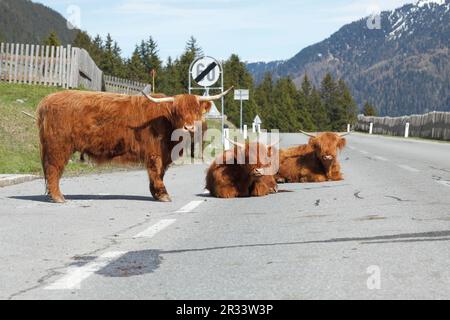 Schottisches Hochland-Vieh steht auf der Straße Stockfoto