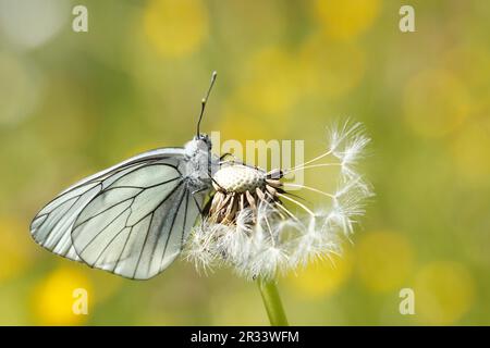 Weißer Schmetterling (Aporia crataegi) auf Löwenzahn Stockfoto