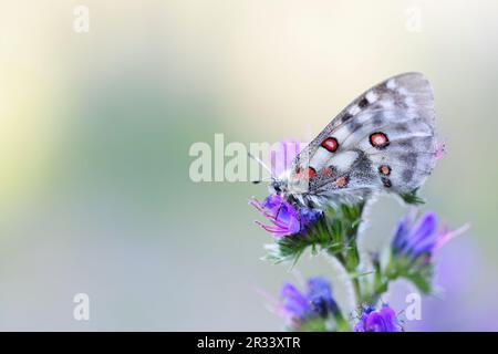 Roter Apollo-Schmetterling auf Wiese Salbei, Tirol, Tirol Stockfoto