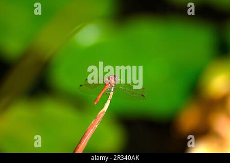 Blutrote heidelbeere (Sympetrum sanguineum) Stockfoto