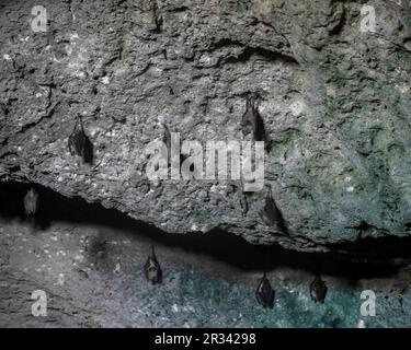 Die Höhlen von New Providence, die Bahamas Stockfoto