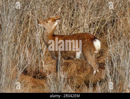 sika-Hirsch (Cervus nippon) auf dem Life of the Marsh Nature Trail, Assateague Island National Seashore, Maryland Stockfoto