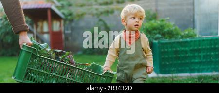 Kleiner Junge, der hilft, eine Schachtel frisch geerntetes Gemüse zu tragen, Herbstsaison. Stockfoto