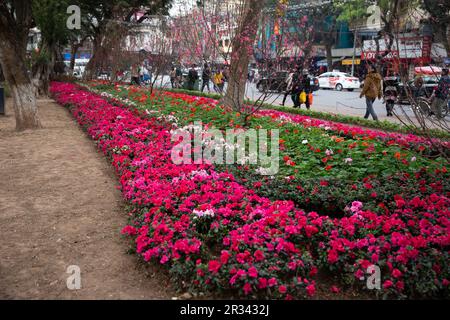 Ein Blumenbett in der Stadt Hanoi Stockfoto