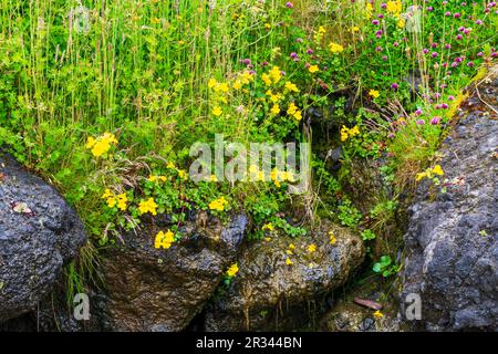 An der Küste Oregons, USA, wachsen gelbe Sep Monkey Flowers entlang der Felsen am Strand Stockfoto