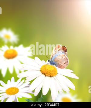 Wilde Kamillenblüten auf einer Wiese im sonnigen Frühlingshintergrund. Sommerszene mit Schmetterling- und Kamillenblüten in Sonnenstrahlen. Nahaufnahme Stockfoto