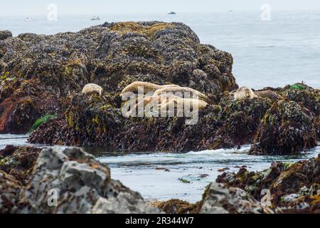 Seehunde auf freiliegenden Felsen entlang der Küste von Oregon, Yaquina Head State Park, Oregon Stockfoto