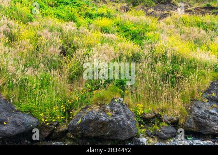 Graswiesen an den Hügeln entlang der Küste Oregons, USA Stockfoto