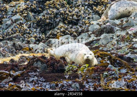 Seehunde auf freiliegenden Felsen entlang der Küste von Oregon, Yaquina Head State Park, Oregon Stockfoto