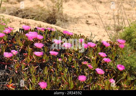 Rosa Eiszapfenblüten, Carpobrotus acinaciformis, Meia Preia Beach, Lagos, Algarve, Portugal Stockfoto