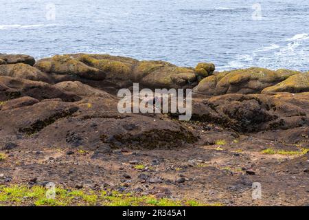 Erwachsener Oystercatcher auf Felsvorsprung, Boiler Bay, Oregon Stockfoto