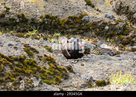 Bezaubernder Oystercatcher mit seinem Nest und Ei an der Küste Oregons, Boiler Bay Stockfoto