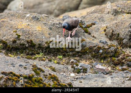 Bezaubernder Oystercatcher mit seinem Nest und Ei an der Küste Oregons, Boiler Bay Stockfoto