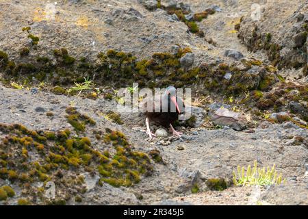 Bezaubernder Oystercatcher mit seinem Nest und Ei an der Küste Oregons, Boiler Bay Stockfoto