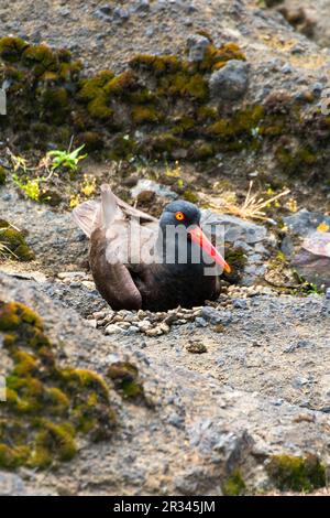 Bezaubernder Oystercatcher mit seinem Nest und Ei an der Küste Oregons, Boiler Bay Stockfoto