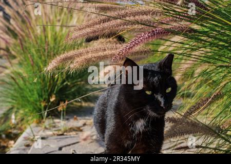 Schwarze Katze mit weißem Kragen im Freien in einem grünen Hinterhof geht entlang des Gehwegs, Nahaufnahme, selektive Fokussierung Stockfoto