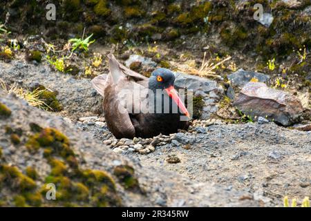 Bezaubernder Oystercatcher mit seinem Nest und Ei an der Küste Oregons, Boiler Bay Stockfoto