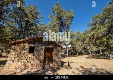 Sabinas albares (Juniperus thurifera), Espacio Natürliche del Sabinar de Calatañazor, Soria, Comunidad Autónoma de Castilla, Spanien, Europa. Stockfoto