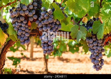 Weinfeld, Santa Maria, Mallorca, Balearen, Spanien, Europa. Stockfoto