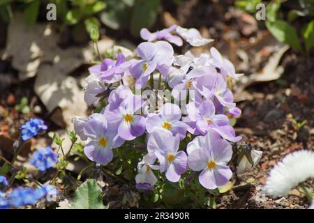 Die Blumen des violetten Weicheiers Stockfoto
