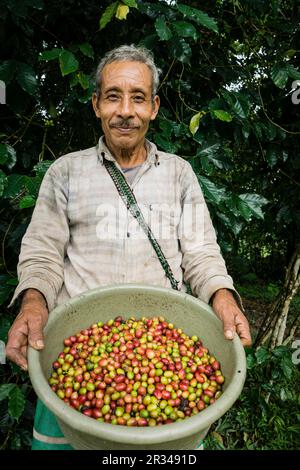 Recoleccion de Café, La Taña, Zona Reyna, Departamento de Uspantan, Guatemala, Mittelamerika. Stockfoto