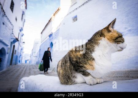 Gato en un callejon Azul, Chefchauen, --Chauen, Marruecos, Norte de Afrika, continente Africano. Stockfoto