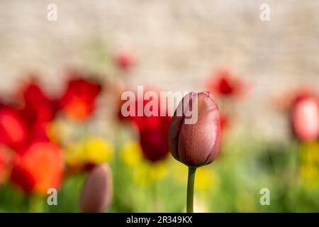 Rote Tulpen, die im Tulpenfeld im Garten blühen, mit unscharfem Hintergrund. Blumentapete. Feiertagskarte. Selektiver Fokus. Platz für Text. Platz zum Kopieren. Stockfoto