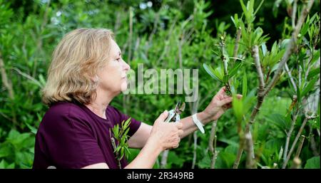 Seniorin schneidet und schneidet Äste mit Werkzeug Stockfoto