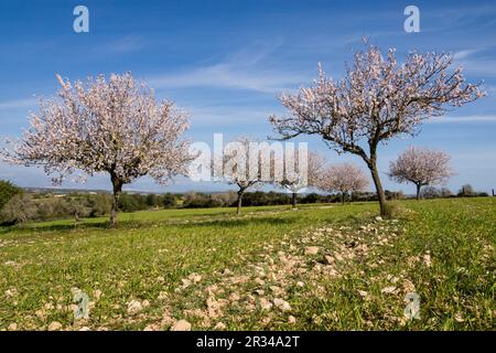 Almendros en Flor, Finca de Mataescrita, Algaida, mallorca Islas Baleares, España, Europa. Stockfoto