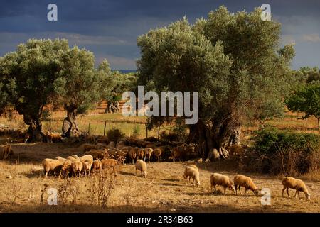 Rebaño de ovejas en el Olivar. Biniatzar. Bunyola. Tramuntana. Mallorca Illes Balears. España. Stockfoto