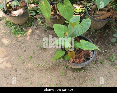 Blick aus einem hohen Winkel auf eine Anthurium-Pflanze, die in einem Topf auf dem sandigen Boden im Garten wächst Stockfoto