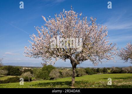 Almendros en Flor, Finca de Mataescrita, Algaida, mallorca Islas Baleares, España, Europa. Stockfoto