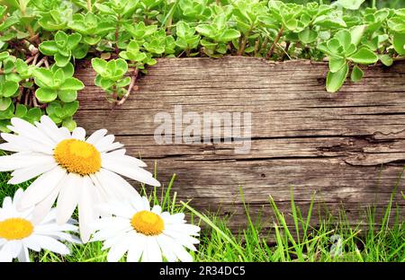 Alte Holztafel und Frühlingskamillenblumen. Horizontaler Hintergrund mit Holzbohle und Blumen auf dem Blumenbeet. Sommerbanner mit Kamillenblume. Moc Stockfoto
