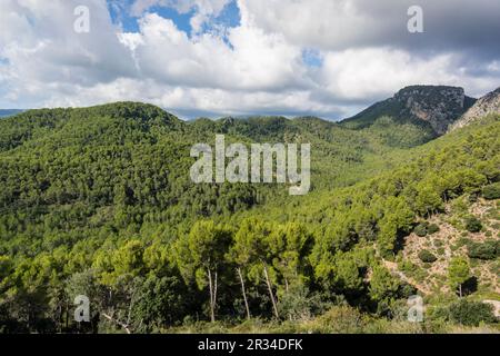 Pinar de Canet, Pinus halepensis, Moleta de Son Cabaspre, Esporles, Sierra de Tramuntana, Mallorca, Balearen, Spanien. Stockfoto