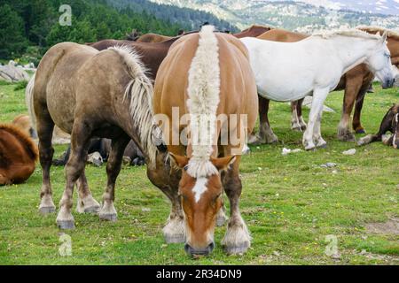 caballo pirenaico catalan, raza autoctona, junto al estanque de las Bullosses, lagos inferiores del Carlit, pirineos catalanes, Comarca de Capcir, Francia. Stockfoto