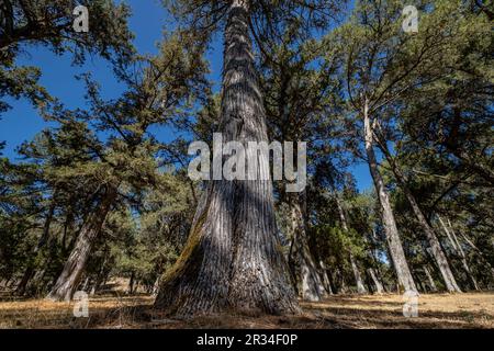 Sabinas albares (Juniperus thurifera), Espacio Natürliche del Sabinar de Calatañazor, Soria, Comunidad Autónoma de Castilla, Spanien, Europa. Stockfoto