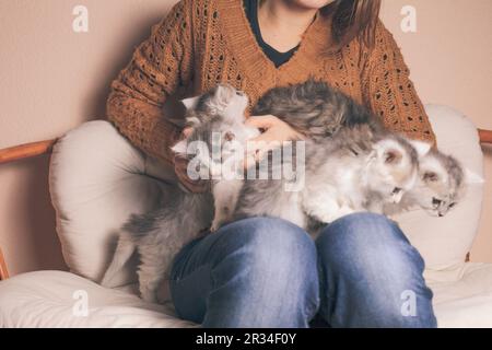 Kätzchen auf Knien Stockfoto