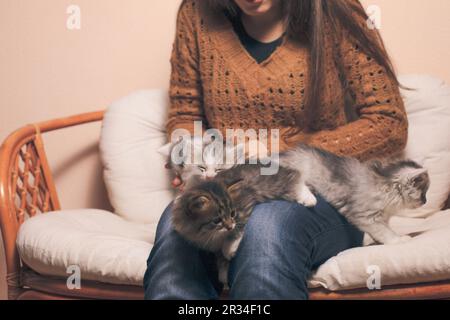 Kätzchen auf Knien Stockfoto